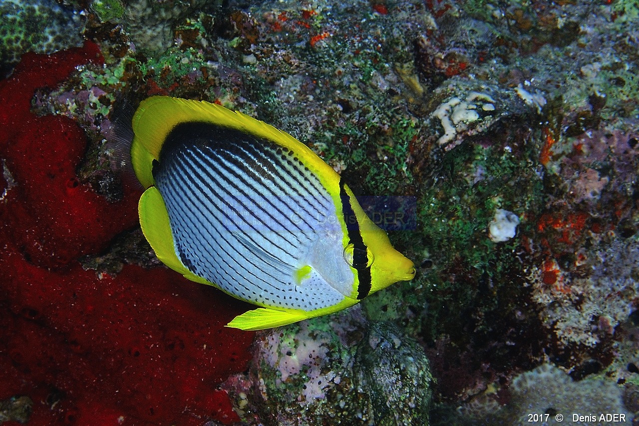 Chaetodon melannotus Papillon dos noir-Safaga Tobia harba-12m-20171121-Denis-ADER-DSC_3336_tn.jpg